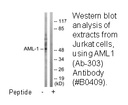 Product image for AML1 (Ab-303) Antibody