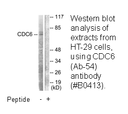 Product image for CDC6 (Ab-54) Antibody