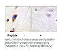 Product image for Dynamin-1 (Ab-774) Antibody