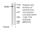 Product image for Dynamin-1 (Ab-774) Antibody