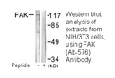 Product image for FAK (Ab-576) Antibody