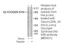 Product image for Glycogen Synthase (Ab-645) Antibody