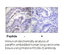 Product image for Histone H3 (Ab-3) Antibody