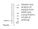 Product image for Histone H3 (Ab-3) Antibody