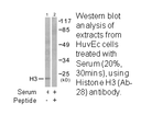 Product image for Histone H3 (Ab-28) Antibody