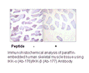 Product image for IKK-&alpha;/&beta; (Ab-176/177) Antibody