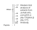 Product image for IKK-&alpha;/&beta; (Ab-176/177) Antibody