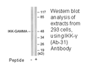 Product image for IKK-&gamma; (Ab-31) Antibody