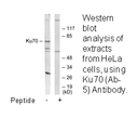 Product image for Ku70 (Ab-5) Antibody