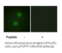 Product image for FGFR1 (Ab-654) Antibody