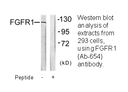 Product image for FGFR1 (Ab-654) Antibody