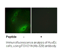 Product image for FOXO1A (Ab-329) Antibody