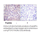 Product image for FOXO1A (Ab-329) Antibody