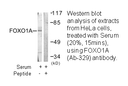 Product image for FOXO1A (Ab-329) Antibody