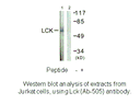 Product image for Lck (Ab-505) Antibody