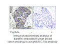 Product image for MUNC-18a (Ab-313) Antibody