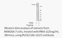 Product image for PLCG2 (Ab-1217) Antibody