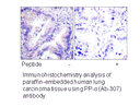 Product image for PP2A-&alpha; (Ab-307) Antibody