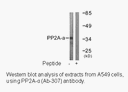 Product image for PP2A-&alpha; (Ab-307) Antibody