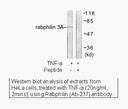 Product image for Rabphilin 3A (Ab-Ser237) Antibody