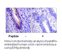 Product image for eIF4G (Ab-1108) Antibody