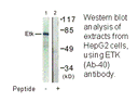 Product image for ETK (Ab-40) Antibody