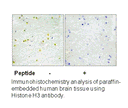 Product image for Histone H3 (Ab-11) Antibody