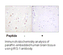 Product image for IRS-1 (Ab-794) Antibody