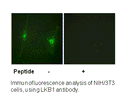 Product image for LKB1 (Ab-428) Antibody