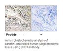 Product image for LKB1 (Ab-428) Antibody