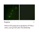 Product image for SGK (Ab-78) Antibody