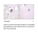 Product image for SGK (Ab-78) Antibody