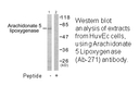 Product image for Arachidonate 5 Lipoxygenase (Ab-271) Antibody