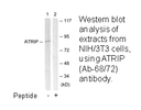 Product image for ATRIP (Ab-68/72) Antibody