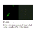 Product image for Bax (Ab-167) Antibody