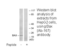 Product image for Bax (Ab-167) Antibody