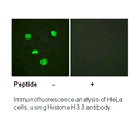 Product image for Histone H3.3 (Ab-31) Antibody