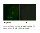 Product image for Retinoblastoma (Ab-811) Antibody