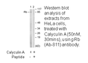 Product image for Retinoblastoma (Ab-811) Antibody