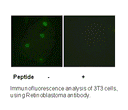 Product image for Retinoblastoma (Ab-821) Antibody