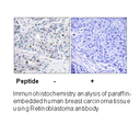 Product image for Retinoblastoma (Ab-821) Antibody