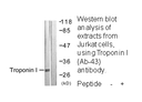 Product image for TNNI3 (Ab-43) Antibody