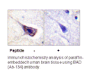 Product image for BAD (Ab-134) Antibody