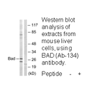 Product image for BAD (Ab-134) Antibody