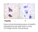 Product image for CD130/gp130 (Ab-782) Antibody