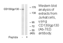 Product image for CD130/gp130 (Ab-782) Antibody