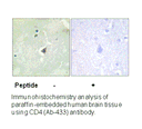 Product image for CD4 (Ab-433) Antibody