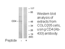 Product image for CD4 (Ab-433) Antibody