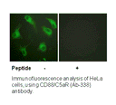 Product image for CD88/C5aR (Ab-338) Antibody