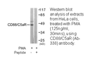 Product image for CD88/C5aR (Ab-338) Antibody